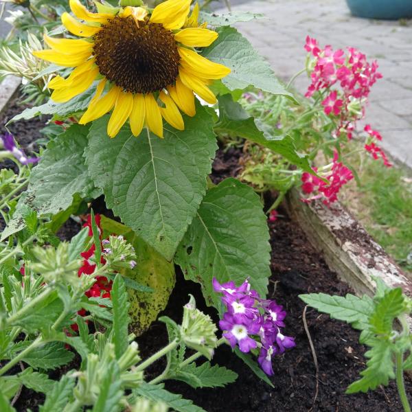 Sunflower and vibrant flowers in the MS Care Centre garden, donated by Wheatfield Prison.