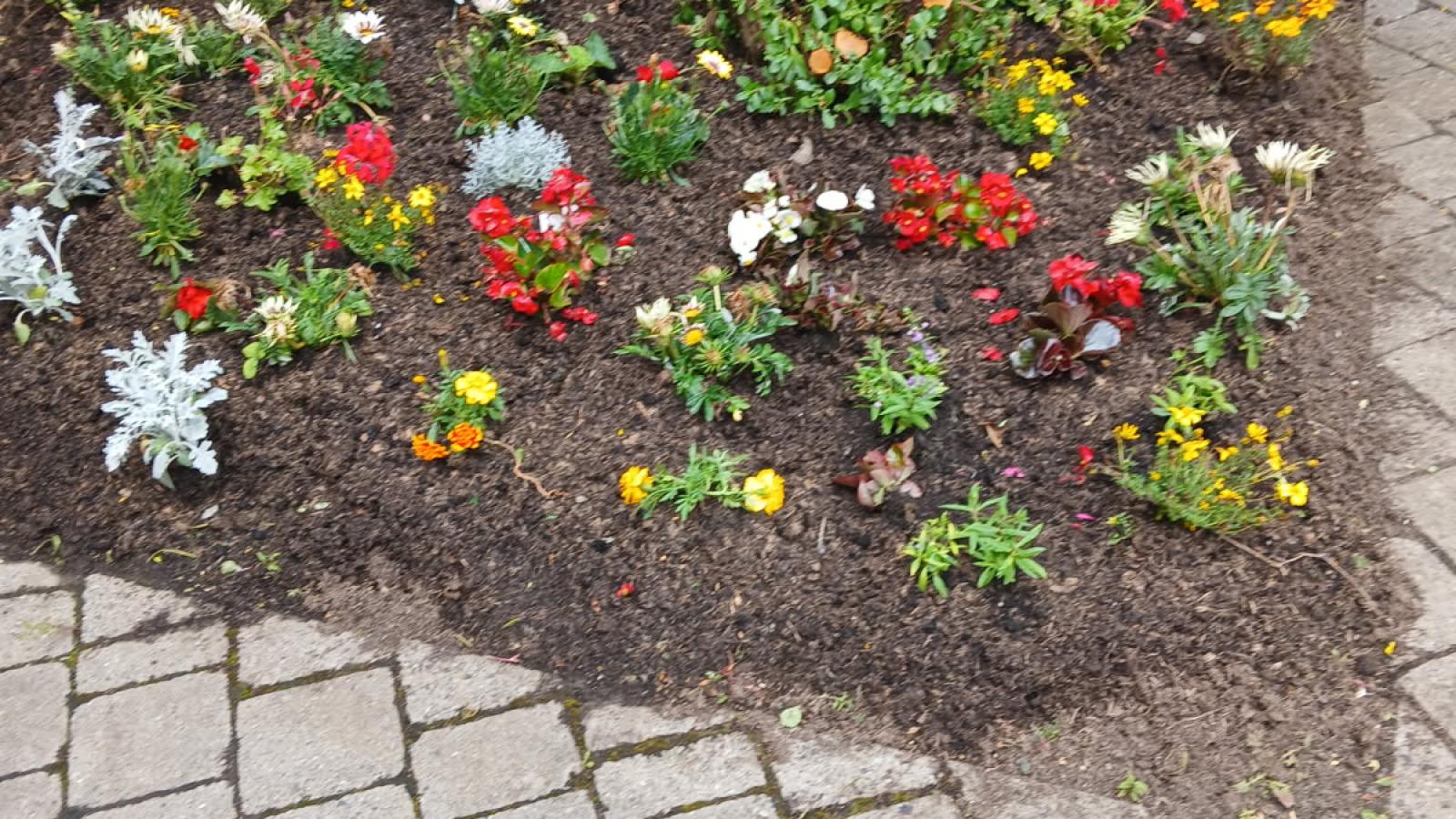 Flower bed in full bloom outside the MS Care Centre, planted with donated flowers from Wheatfield Prison.